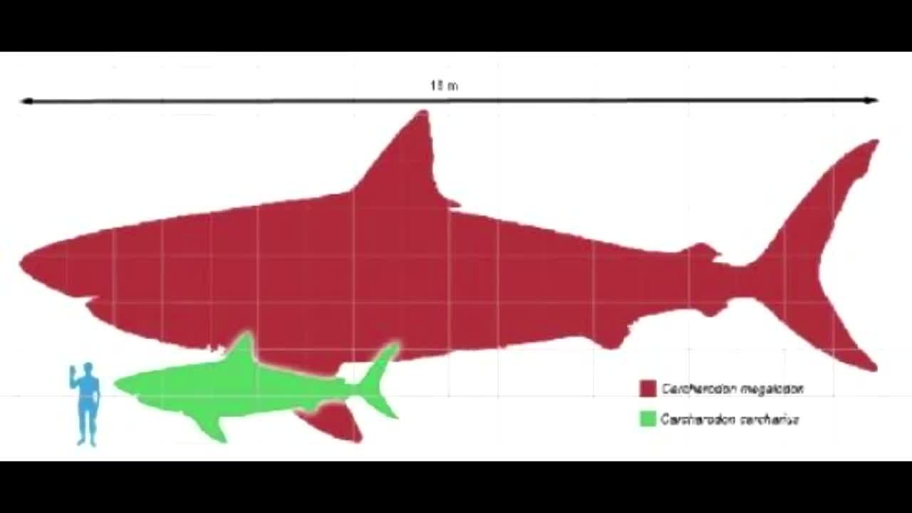 Мегалодон Википедия И Фото Его Размеры